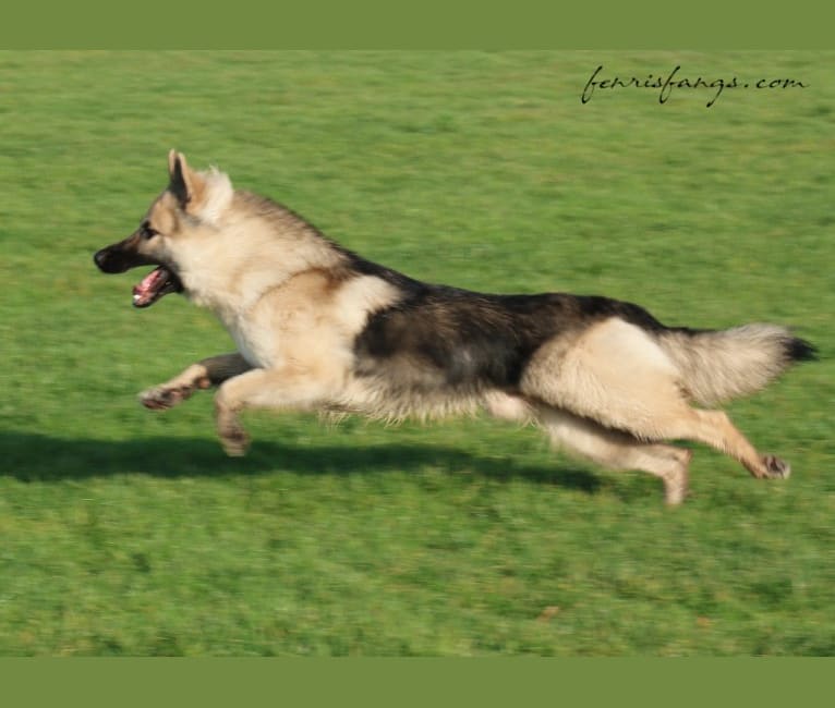 IROH, a German Shepherd Dog tested with EmbarkVet.com
