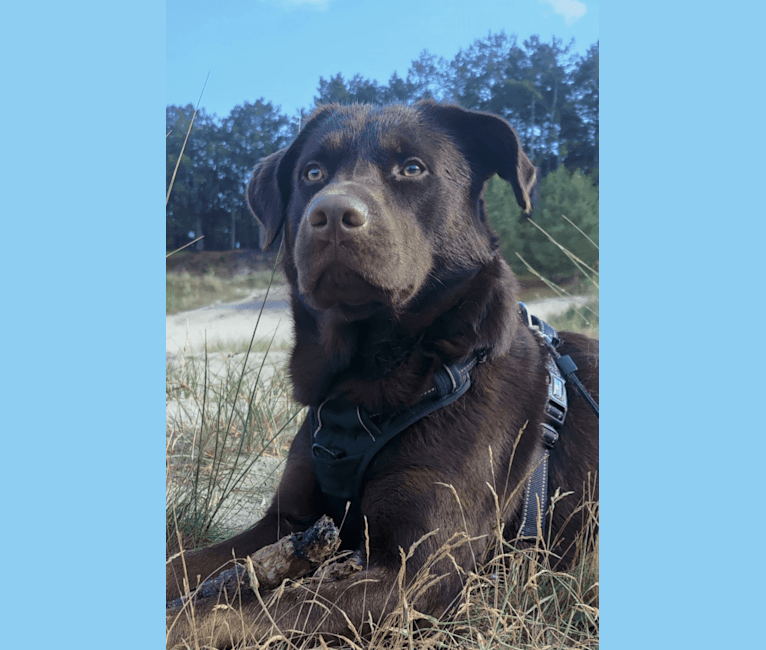 Photo of Milo, a Labrador Retriever, German Shepherd Dog, Doberman Pinscher, and Mixed mix in Griekenland