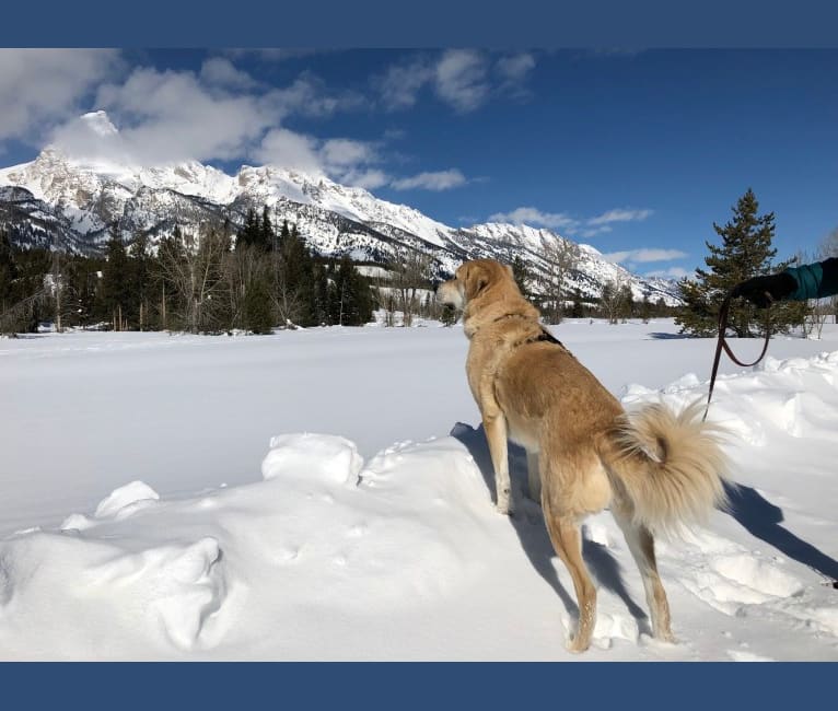 Bentley, an Anatolian Shepherd Dog and Great Pyrenees mix tested with EmbarkVet.com