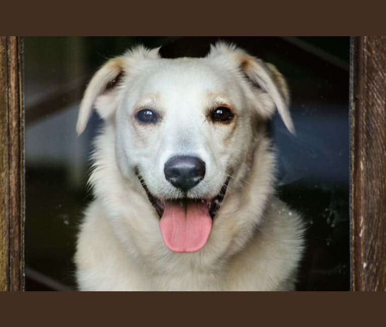 Darcey, a Norwegian Elkhound and Golden Retriever mix tested with EmbarkVet.com