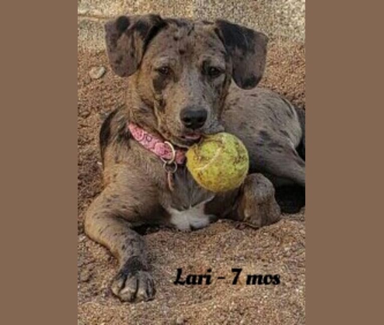 Lari, a Chihuahua and American Pit Bull Terrier mix tested with EmbarkVet.com