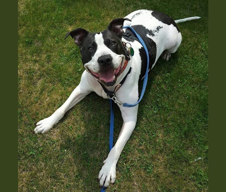Photo of Lars, an American Pit Bull Terrier and American Staffordshire Terrier mix in Kalispell, Montana, USA