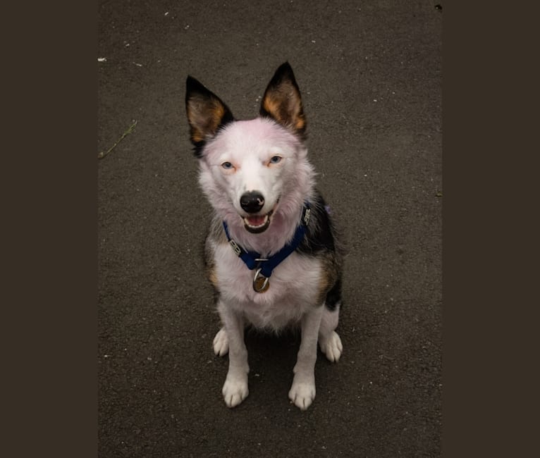 Photo of Mixie, a Border Collie  in Oldham, UK