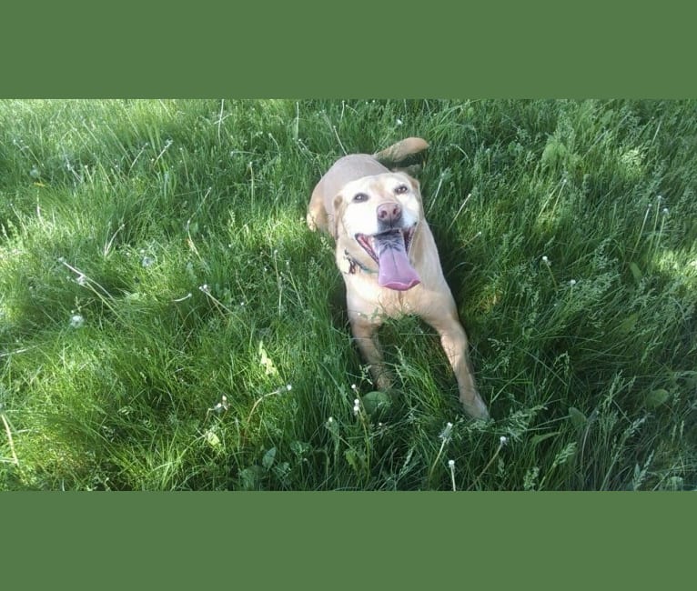 Sadie, a Labrador Retriever and American Bulldog mix tested with EmbarkVet.com