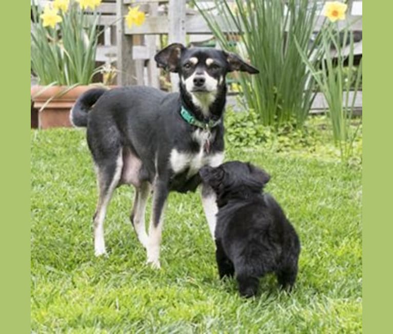 Jasper, a Poodle (Small) and Chihuahua mix tested with EmbarkVet.com