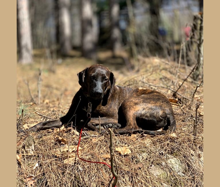 Braxton, a Mountain Cur tested with EmbarkVet.com