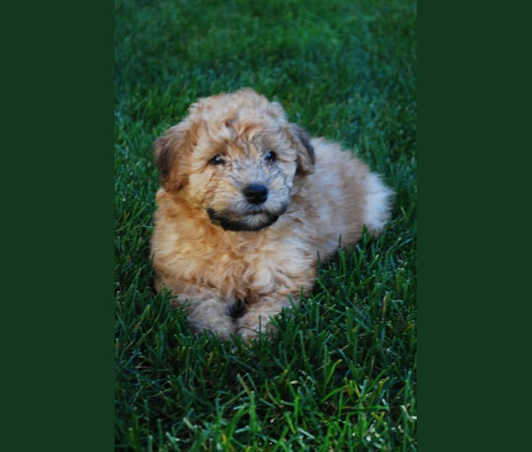 Fig, a Soft Coated Wheaten Terrier and Miniature Schnauzer mix tested with EmbarkVet.com