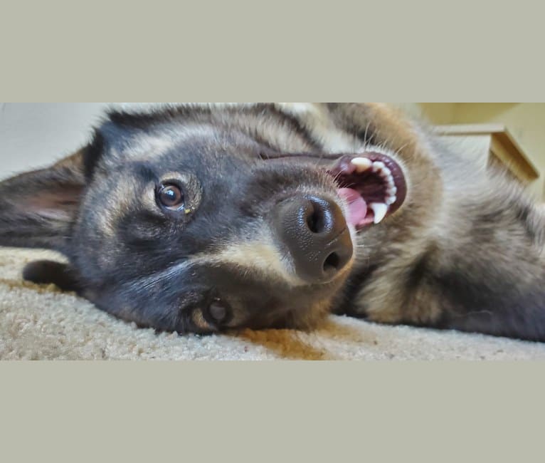 Farley, a Keeshond and Norwegian Elkhound mix tested with EmbarkVet.com