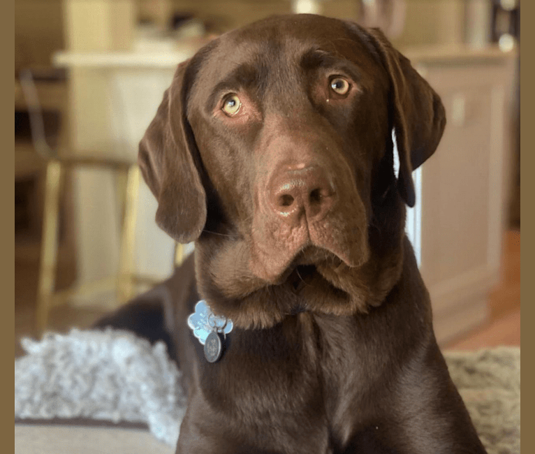 Murphy, a Labrador Retriever and Rottweiler mix tested with EmbarkVet.com