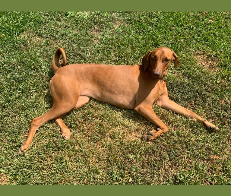 Embark Dog DNA Test Breed