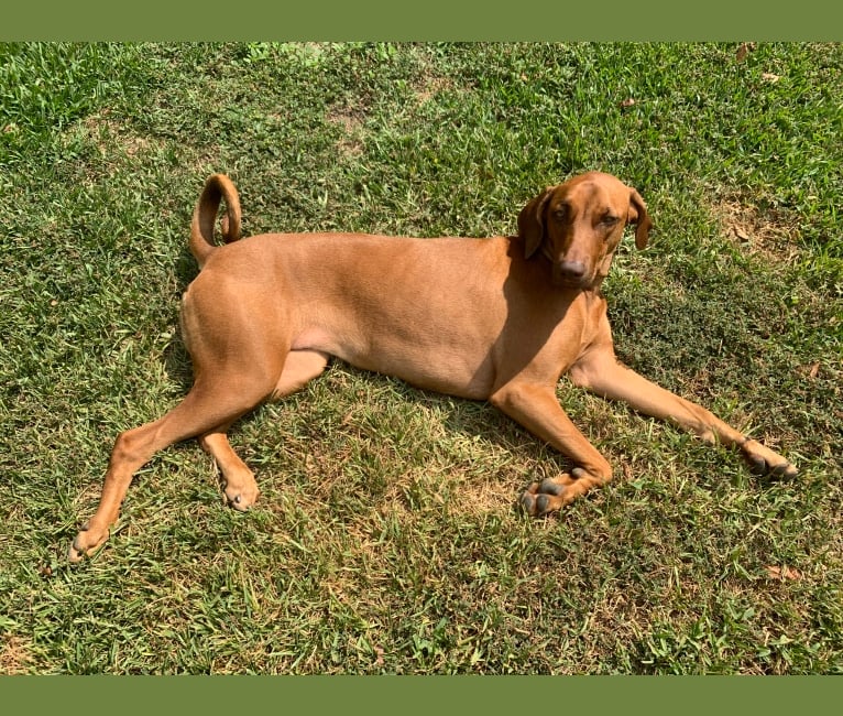 Nugget, a Doberman Pinscher and Neapolitan Mastiff mix tested with EmbarkVet.com