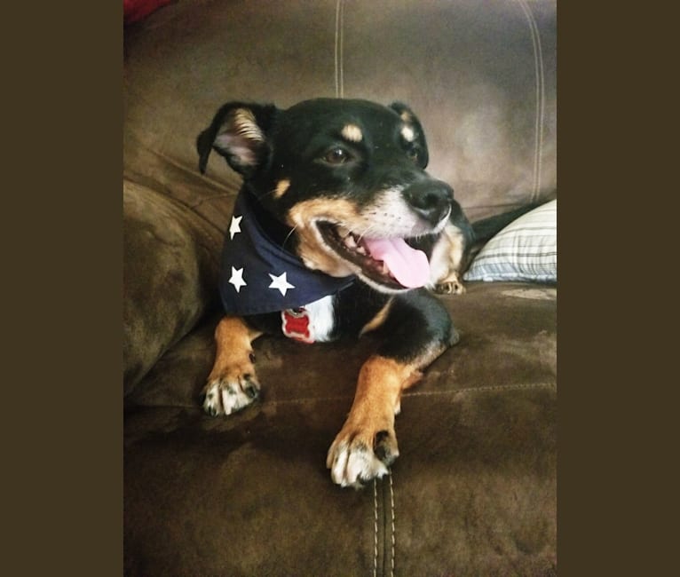 Photo of Drew, a Miniature Schnauzer, Chihuahua, Beagle, and Rat Terrier mix in Missouri, USA