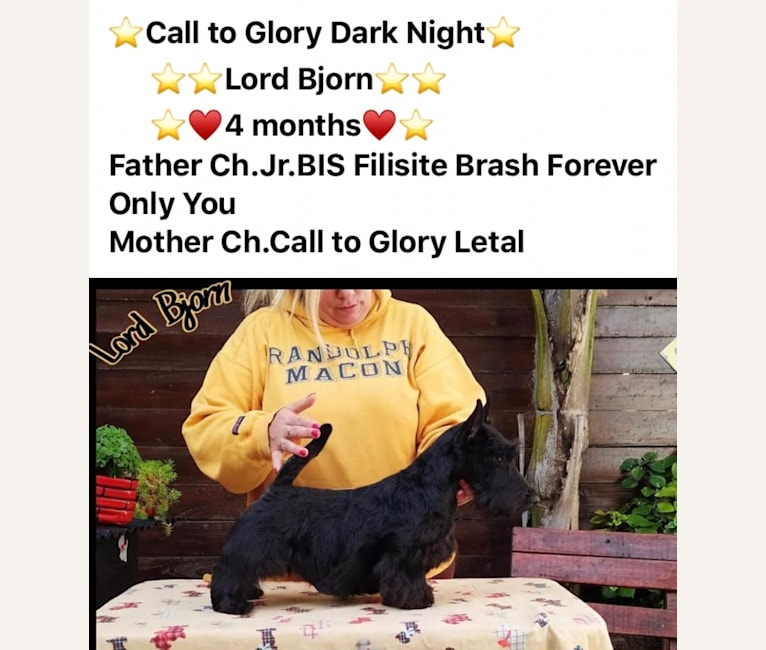 Photo of Call To Glory Night Lord Bjorn, a Scottish Terrier  in Las Grutas, Río Negro, Argentina