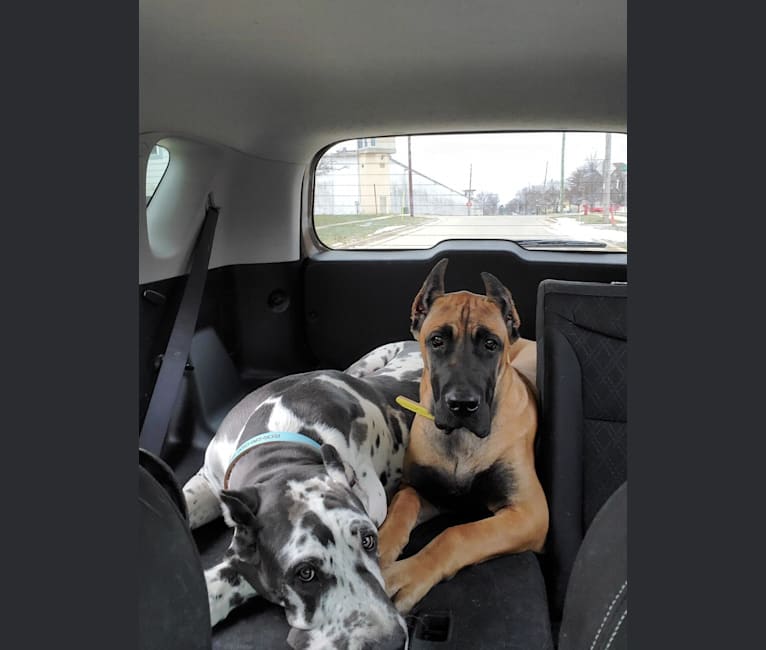 Negan, a Great Dane and Cane Corso mix tested with EmbarkVet.com