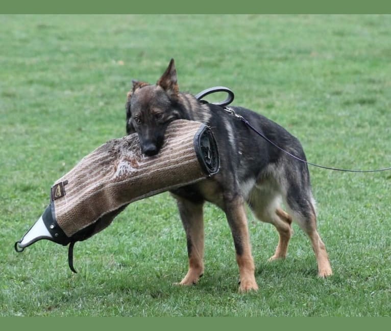 Vom eisenherz german shepherds top