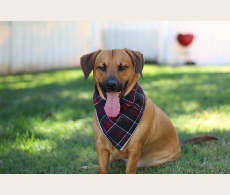 Photo of Cody, a Basset Hound and Australian Cattle Dog mix in Happy Valley, CA, USA