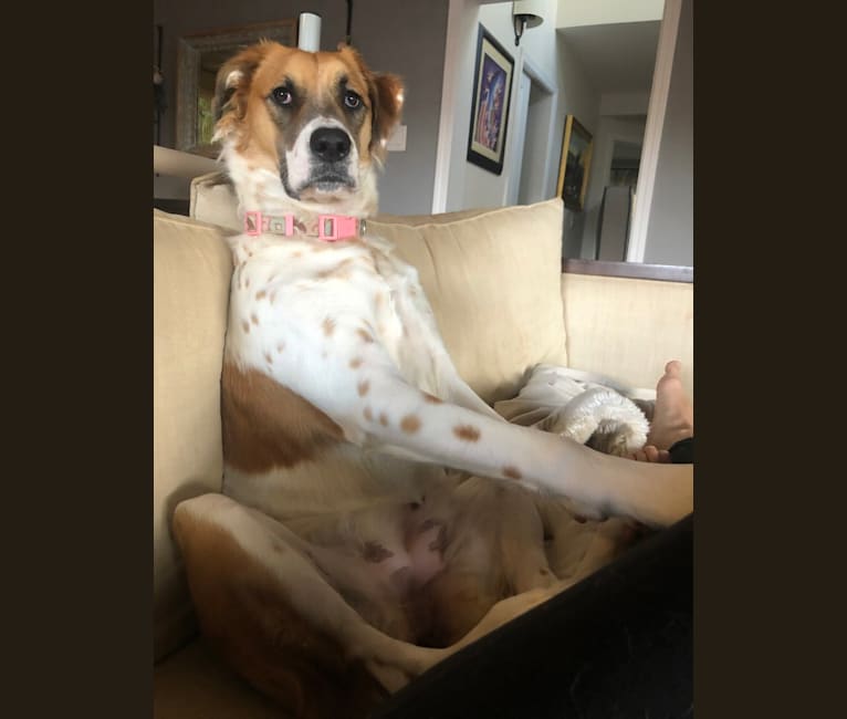 Embark Dog Dna Test Breed