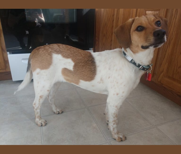 Bao, a Pointer and Great Pyrenees mix tested with EmbarkVet.com