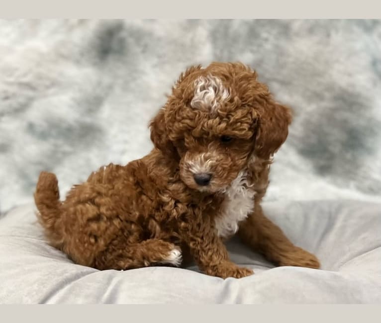 Barkley, a Poodle (Small) tested with EmbarkVet.com