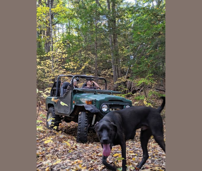 Bode, a Labrador Retriever and Coonhound mix tested with EmbarkVet.com