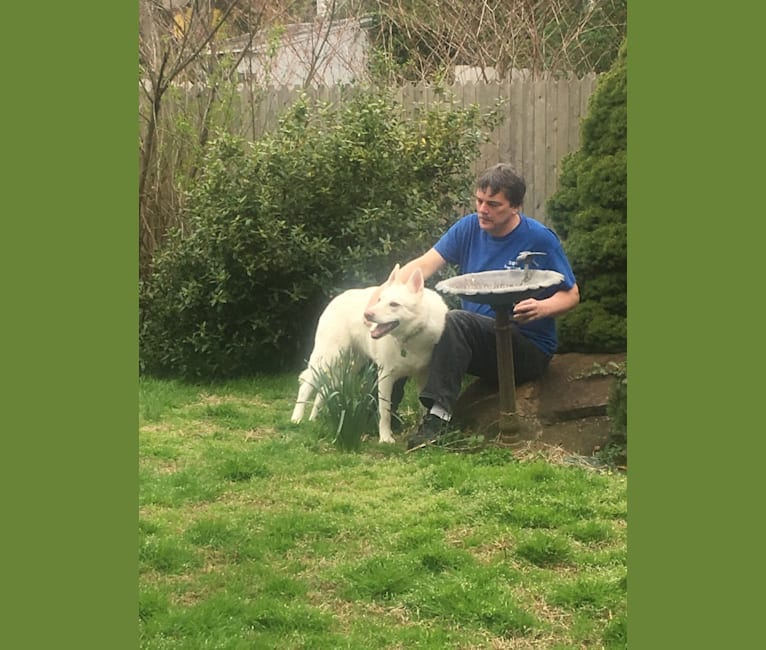 SKY, a White Shepherd tested with EmbarkVet.com