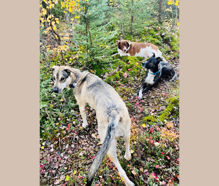 Mittsie Winkelman, a Siberian Husky and German Shepherd Dog mix tested with EmbarkVet.com