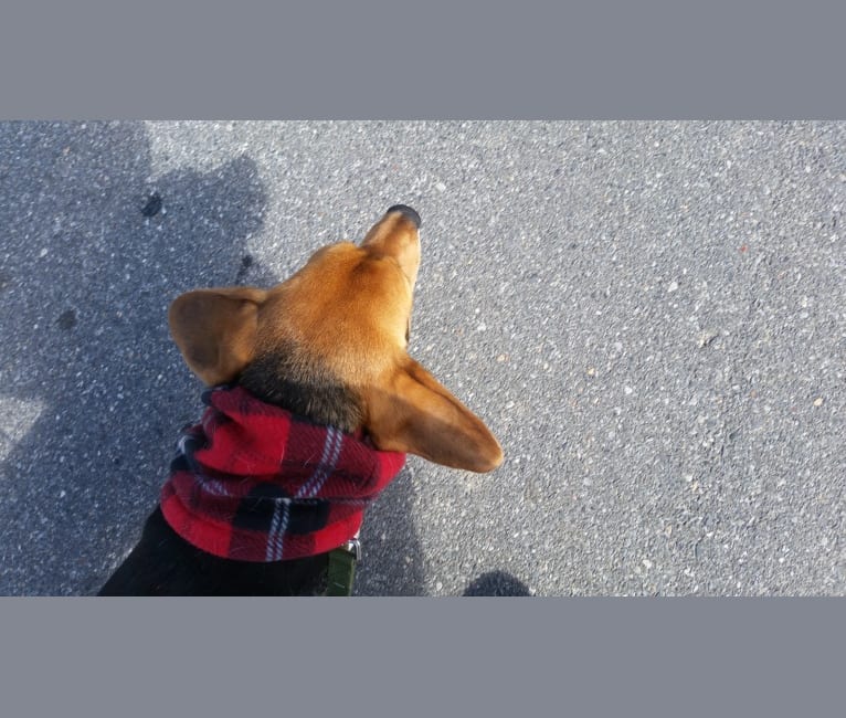 Linus, a Beagle tested with EmbarkVet.com