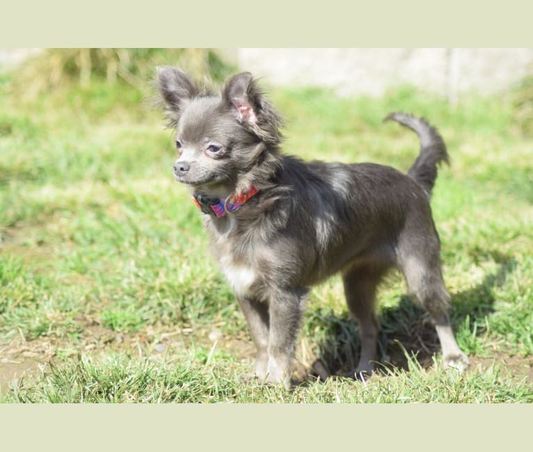 Kenzington, a Chihuahua tested with EmbarkVet.com