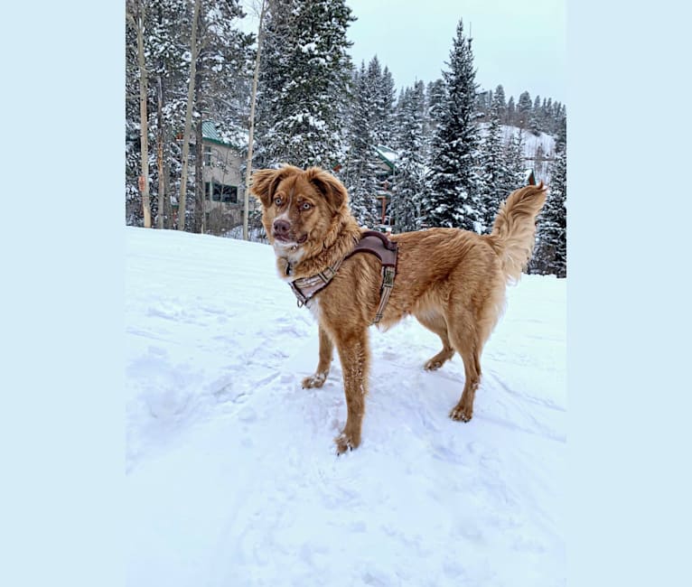 Photo of Malcolm, an Australian Shepherd, American Pit Bull Terrier, Australian Cattle Dog, and Mixed mix in Englewood, CO, USA