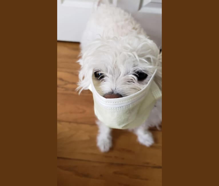 Milo a dog tested with EmbarkVet.com