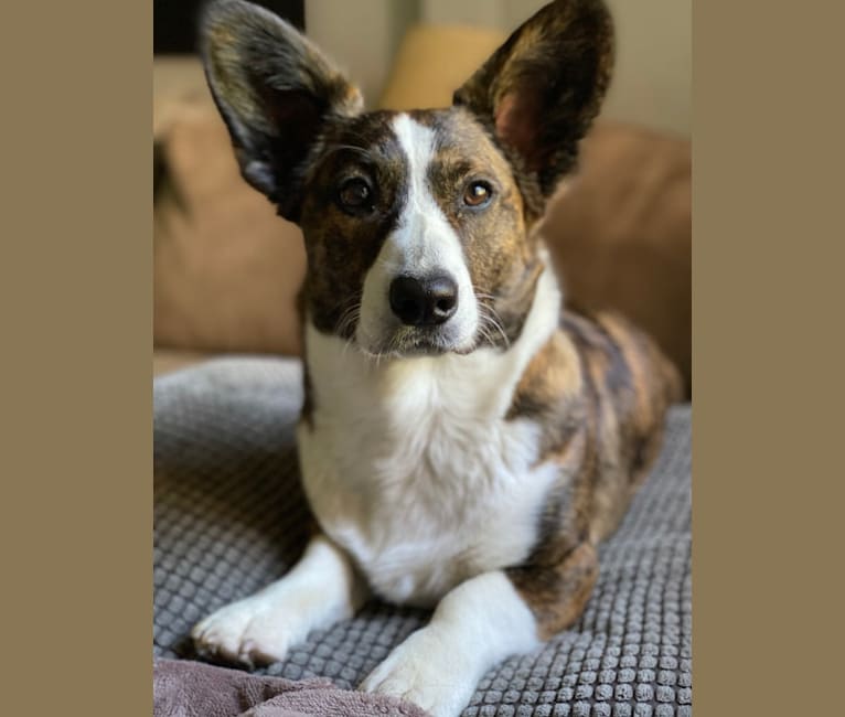 Photo of WindDancer Dragonfly Fly You Fools! “Harlow“, a Cardigan Welsh Corgi  in Maine, USA