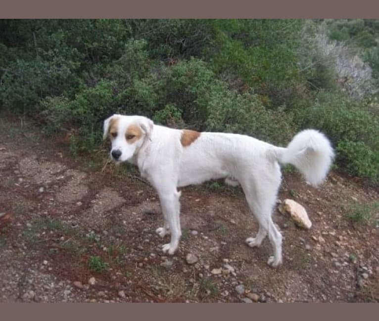 Photo of Oscar, a West Asian Village Dog  in Turkey