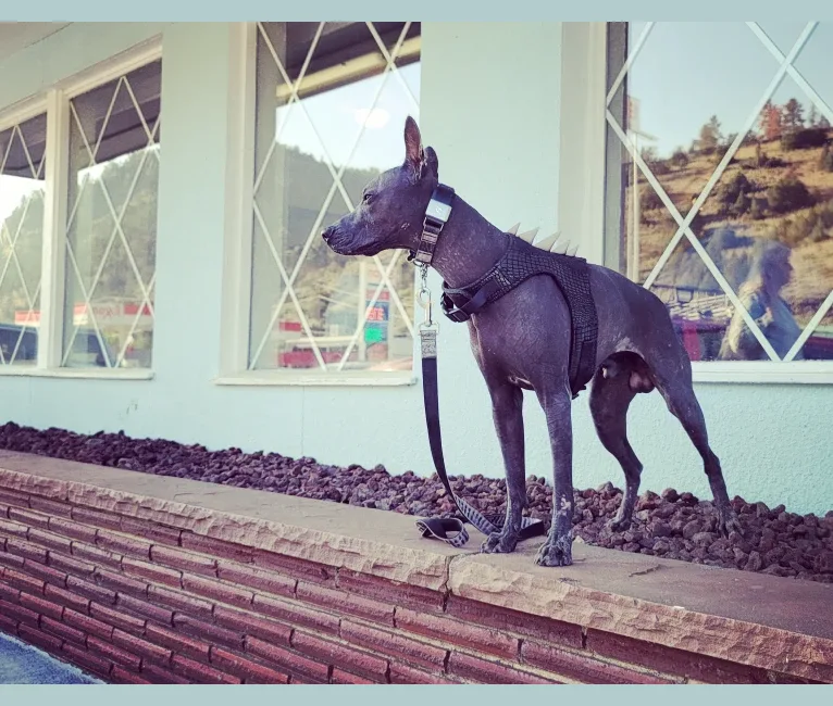 Photo of Diablo, a Xoloitzcuintli  in Hemet, CA, USA