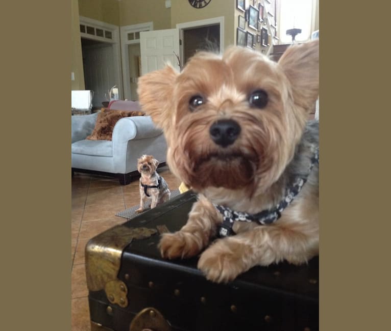 Photo of Bacon, a Yorkshire Terrier  in Hartwell, Georgia, USA
