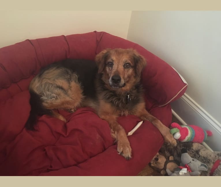 Kyra, a Rottweiler and German Shepherd Dog mix tested with EmbarkVet.com