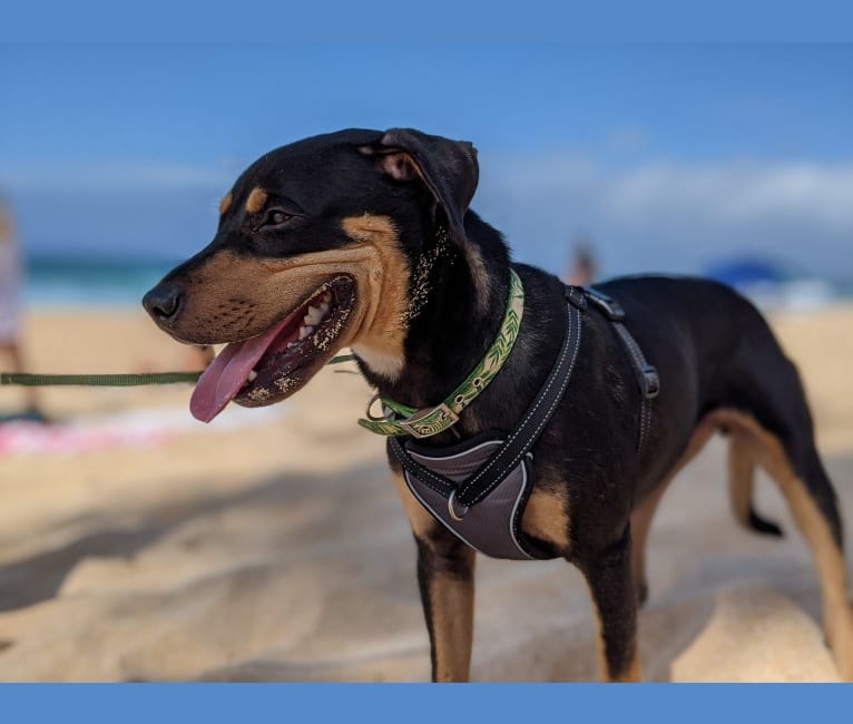 Photo of Otis, an American Pit Bull Terrier, Siberian Husky, and Mixed mix in Honolulu, Hawaii, USA