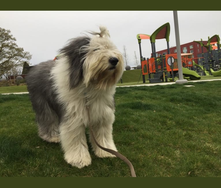 Winston, an Old English Sheepdog tested with EmbarkVet.com