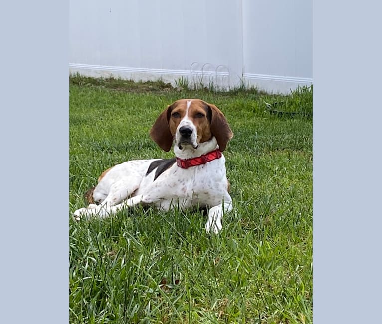 Luca, a Treeing Walker Coonhound tested with EmbarkVet.com