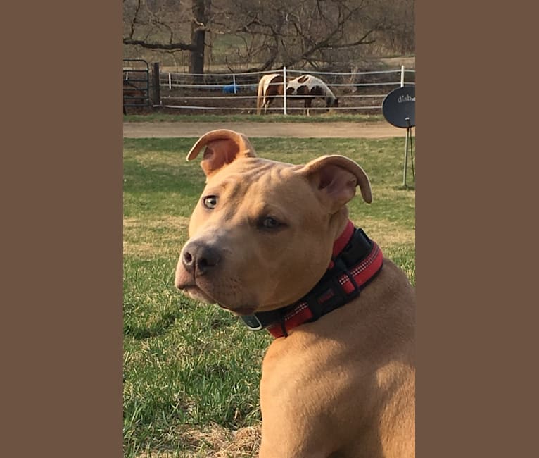 Ace, an American Staffordshire Terrier tested with EmbarkVet.com