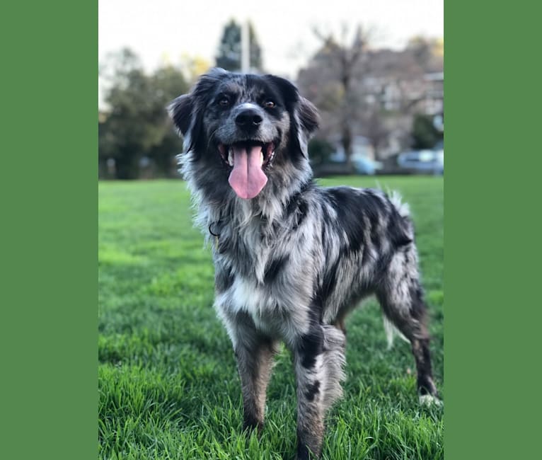 Blue, an Australian Retriever tested with EmbarkVet.com