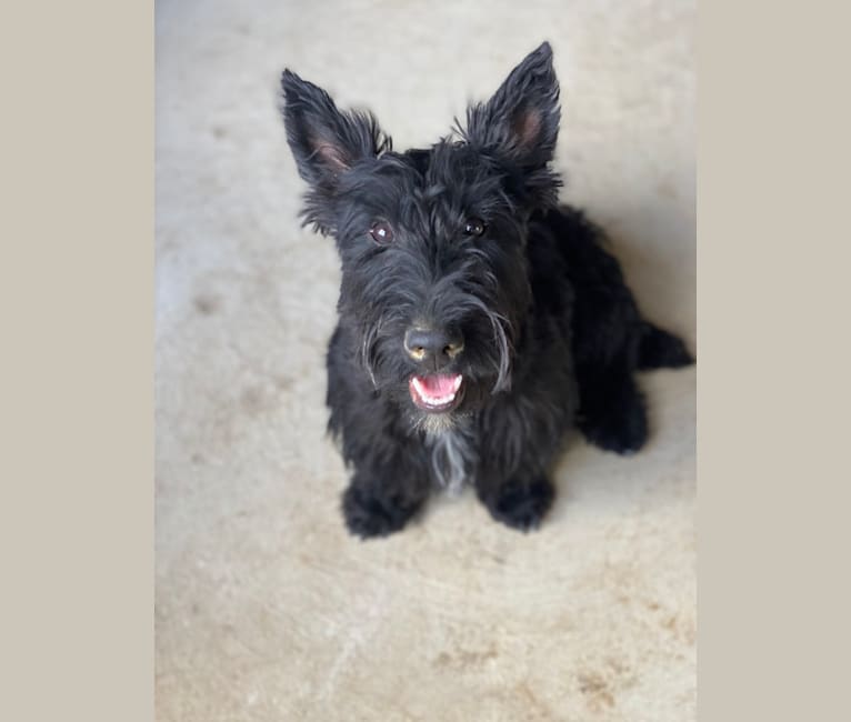 Okie, a Scottish Terrier tested with EmbarkVet.com