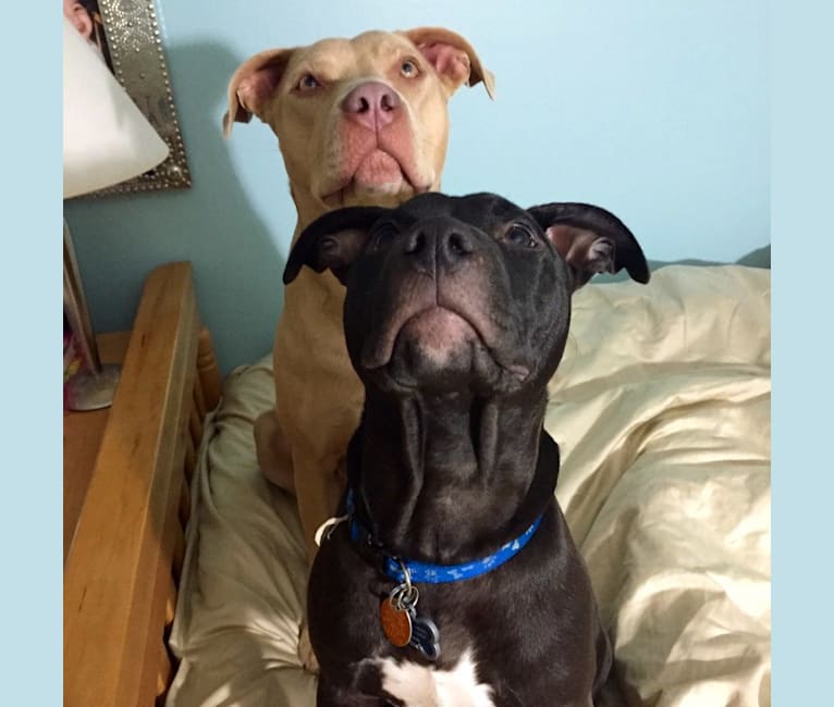 Ollie, an American Pit Bull Terrier tested with EmbarkVet.com