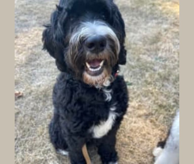 George, a Bernedoodle tested with EmbarkVet.com