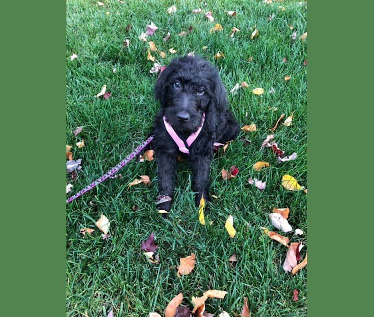 Miley, a German Shorthaired Pointer and Poodle (Standard) mix tested with EmbarkVet.com