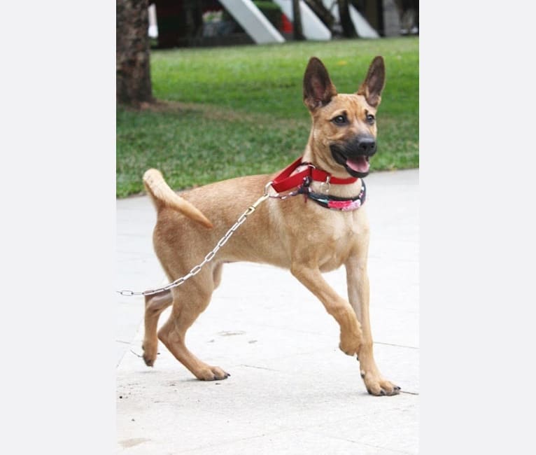 Coco, a Formosan Mountain Dog tested with EmbarkVet.com