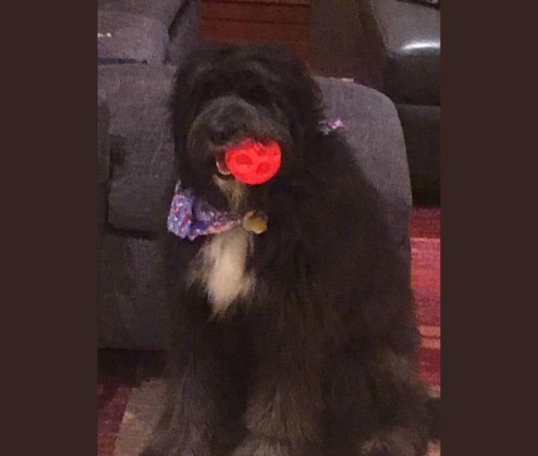 Embark Dog Dna Test Breed