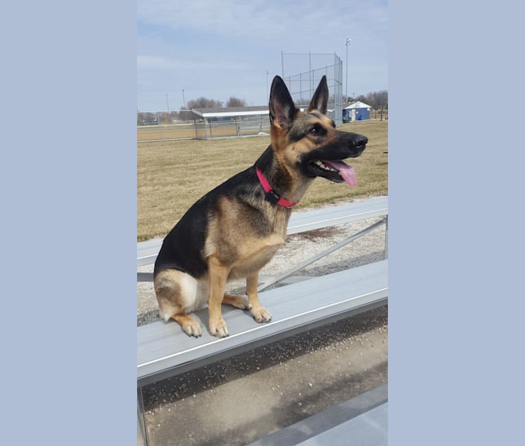 Ava Lynch, a German Shepherd Dog tested with EmbarkVet.com