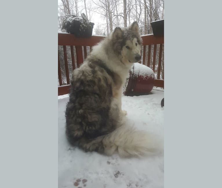 Garmr Ødelegge, an Alaskan Malamute tested with EmbarkVet.com