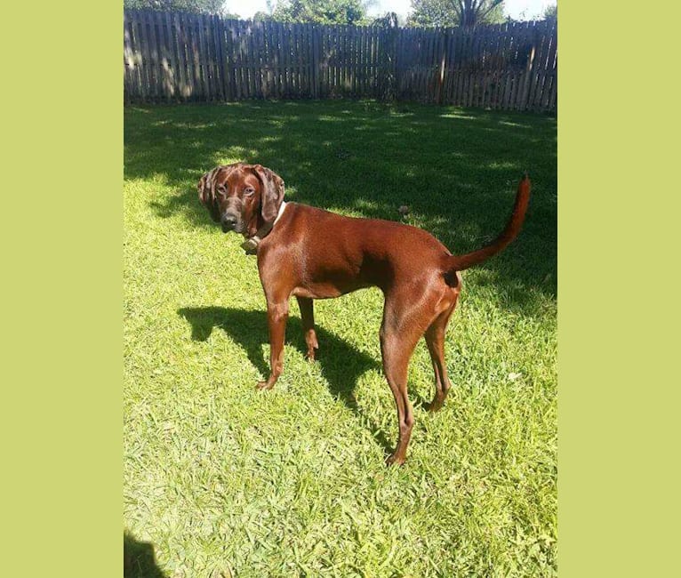 Daisy, a Redbone Coonhound tested with EmbarkVet.com
