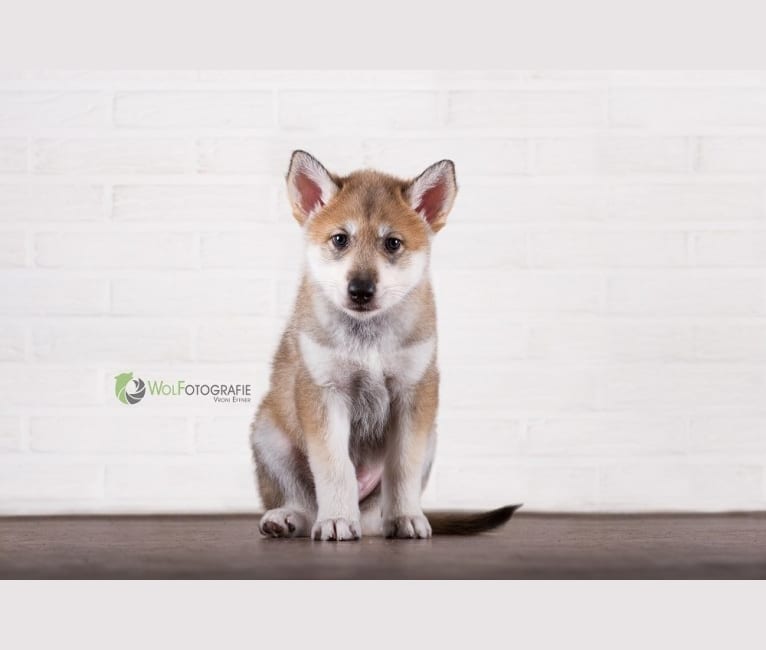 Weda a dog tested with EmbarkVet.com